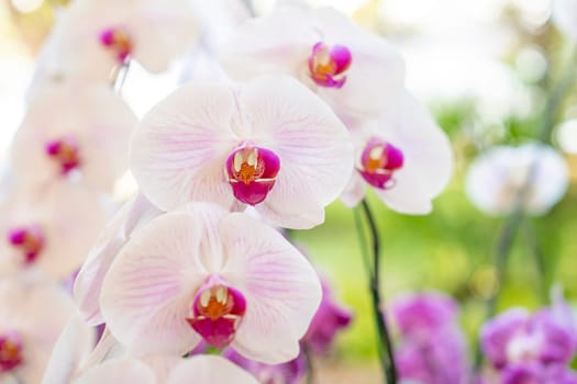 White orchids, Dendrobium, in full bloom, in soft color and soft blurred style in the garden.