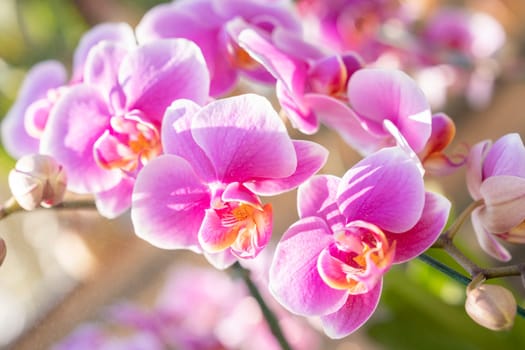 Close up large magenta and white colored Phalaenopsis orchids in garden.