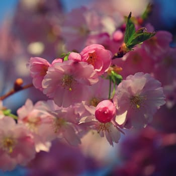 Beautiful blossom tree. Nature scene with sun in Sunny day. Spring flowers. Abstract blurred background in Springtime. 