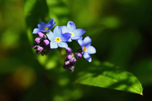 Beautiful blue small flowers - forget-me-not flower. Spring colorful nature background. (Myosotis sylvatica)