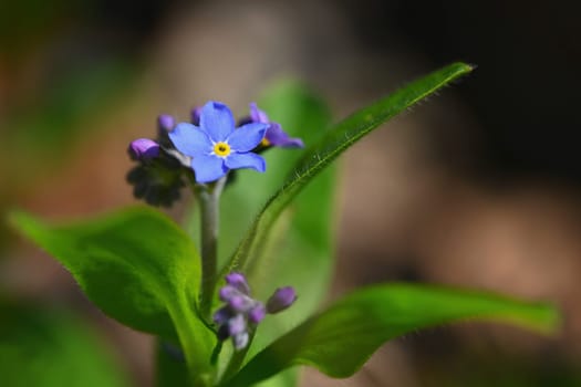 Beautiful blue small flowers - forget-me-not flower. Spring colorful nature background. (Myosotis sylvatica)