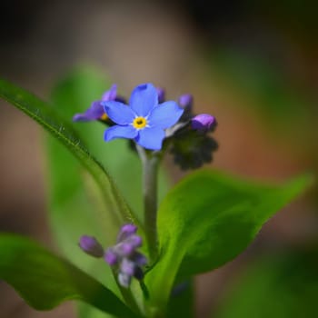 Beautiful blue small flowers - forget-me-not flower. Spring colorful nature background. (Myosotis sylvatica)