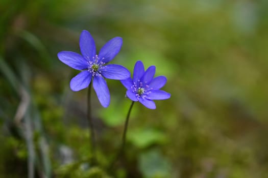 Spring flower. Beautiful blooming first small flowers in the forest. Hepatica. (Hepatica nobilis)