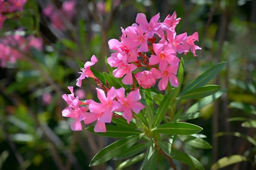 Beautiful flowering pink oleander. A poisonous, nice plant in the Mediterranean.
(Nerium oleander)