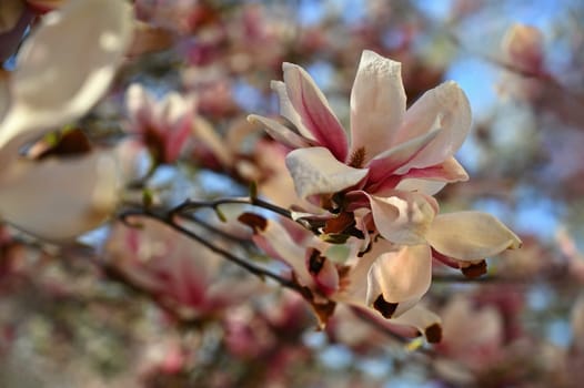 Beautifully blooming spring magnolia tree.