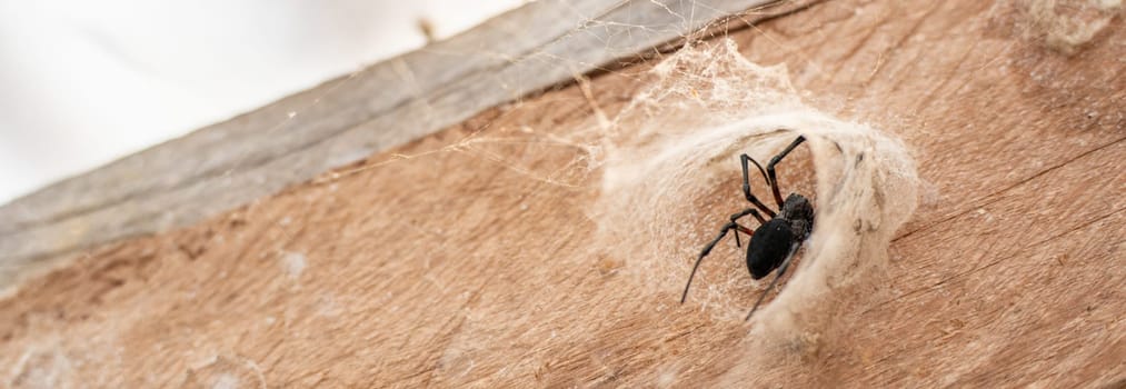 Close-up view of a black spider in its cave tunnel located on a wooden support beam, creating a scary atmosphere