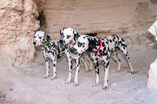 Portrait of three beautiful young Dalmatian dogs standing in a cave.