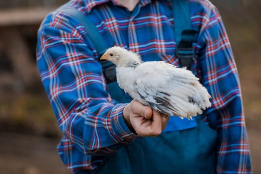 White dwarf chicken in farmer's hand close-up poultry farming household.