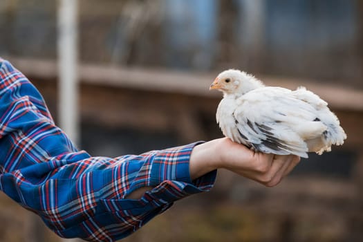 White dwarf chicken in farmer's hand close-up poultry farming household outdoor.