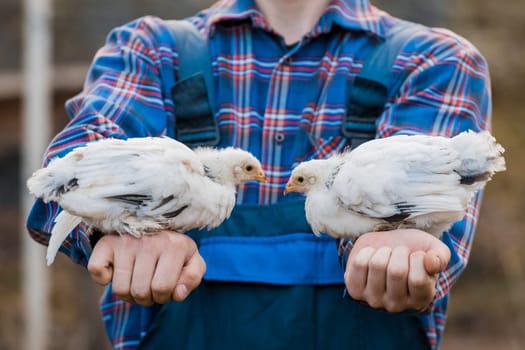 A man farmer in a shirt and overalls, holds a two dwarf white chickens close up in his hands poultry farming agriculture outdoor.