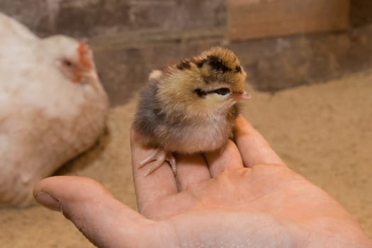 Small young dark chick little cute chicken close-up in hand on background of barn.