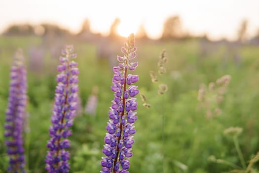 Bunch of violet blue lupine flowers in a summer meadow background.