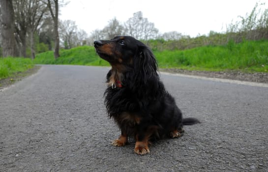 Portrait of a sitting long-haired black and tan Dachshund.