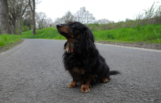 Portrait of a sitting long-haired black and tan Dachshund.