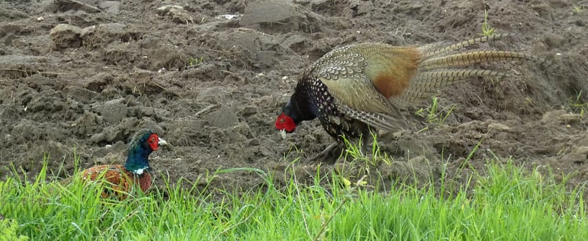 Encounter between two male pheasants. Looks like they're going to fight