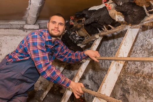 A contented cheerful farmer with a beard, European appearance, in overalls next to a perch for birds of chickens in a barn. Household Poultry Farming.