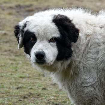 Watchful Mastín del Pirineo or Pyrenean Mastiff looks into the camera. He is kept to watch over a sheep herd.