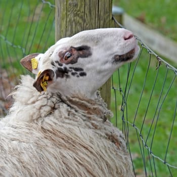 A sheep looking over a wire fence. It's an ewe of a rare local breed: Landrace of Bentheim