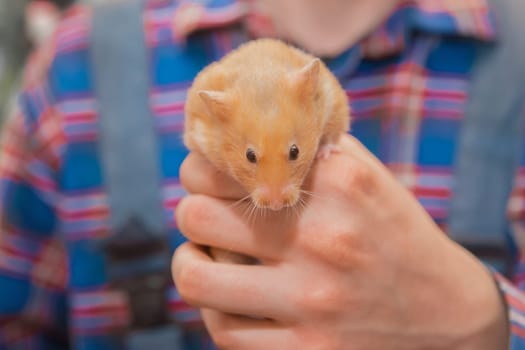 Red hamster domestic rodent pet close-up in hand.