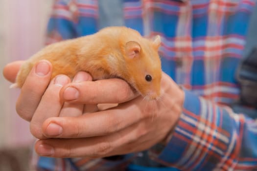 Red hamster domestic rodent pet close-up in hands.