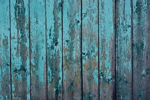 A blue wooden fence made of old cracked painted boards. Cracked blue paint on the boards