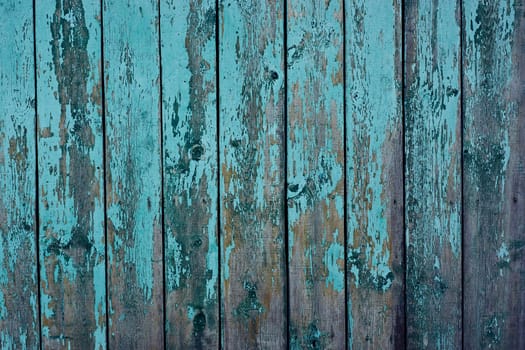 A blue wooden fence made of old cracked painted boards. Cracked blue paint on the boards