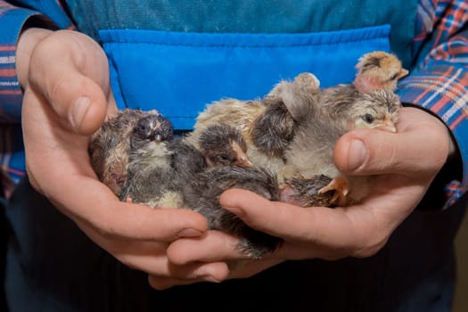 Farmer's hands holding a bunch of cute little fluffy chickens dark chicks, close-up, poultry farming.