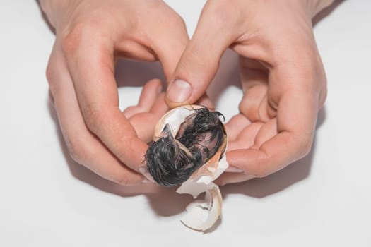 The hands of a professional farmer help a newborn chicken chick get out of a hatching egg on a white background.