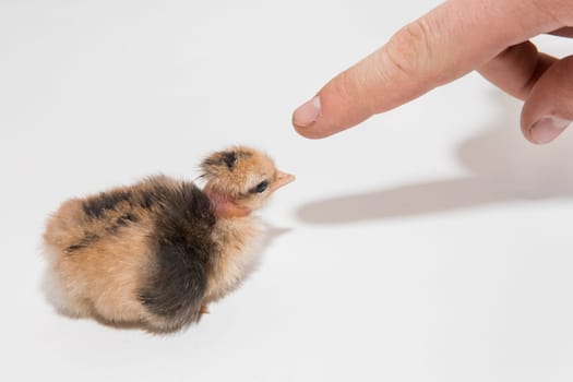 Farmer's hand touching with his finger a small fluffy cute newborn chick chicken on a white background, close-up.