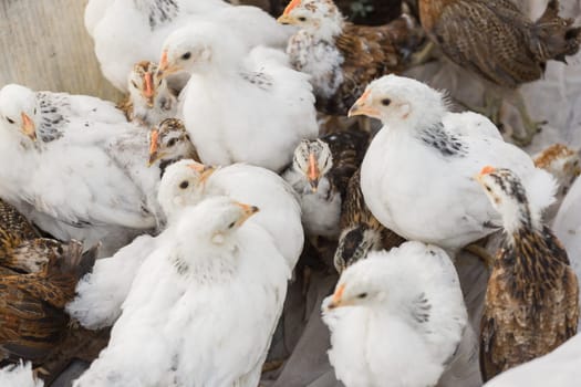 Group white and brown brama Colombian chickens, close-up.