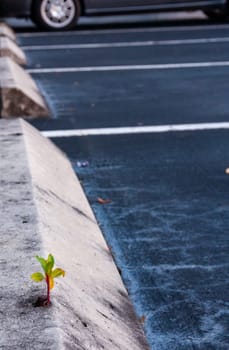Fight for survival, plant breaks out of concrete curb, Florida