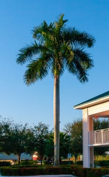 Large palm tree with a smooth trunk near the house, Florida