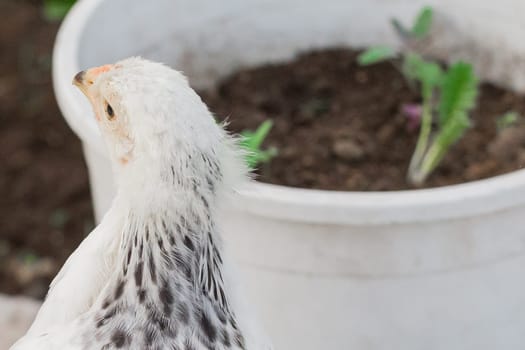 White brama Colombian chicken from the back, close-up.