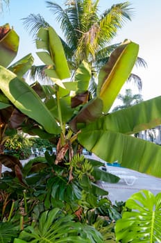 Banana tree with green fruits against the sky, Florida