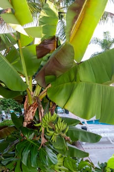 Banana tree with green fruits against the sky, Florida