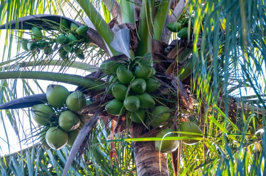 Large coconut tree with green coconuts against the sky, Florida