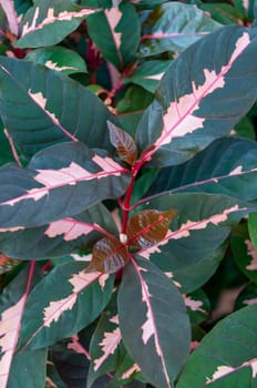 (Graptophyllum pictum tricolor), plants with colored leaves in the interior of the garden, Florida