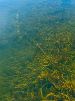 Aquatic vegetation and algae in the water of a freshwater lake in Okefenoke National Park, Florida