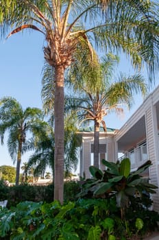 Large palm tree with a smooth trunk near the house, Florida