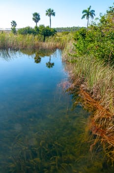 Aquatic and swamp vegetation on the shore and in the water of a freshwater lake in Okefenoke National Park, Florida