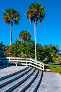 Large palm tree with a smooth trunk near the house, Florida