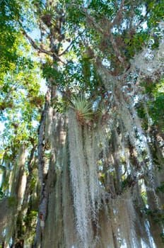 Spanish moss (Tillandsia usneoides) is an epiphytic flowering plant, is a flowering plant that grows upon larger trees