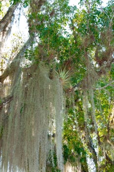 Spanish moss (Tillandsia usneoides) is an epiphytic flowering plant, is a flowering plant that grows upon larger trees