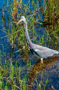 Blue Heron (Egretta caerulea) in a central Florida pond. Florida