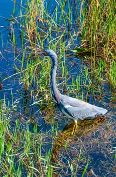 Blue Heron (Egretta caerulea) in a central Florida pond. Florida