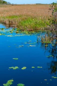 Aquatic and swamp vegetation on the shore and in the water of a freshwater lake in Okefenoke National Park, Florida