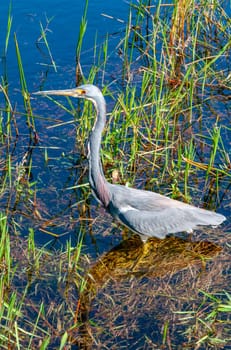 Blue Heron (Egretta caerulea) in a central Florida pond. Florida