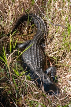 A wild American Alligator (Alligator mississippiensis) slowly and quietly swims across 