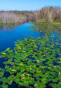 Aquatic and swamp vegetation on the shore and in the water of a freshwater lake in Okefenoke National Park, Florida
