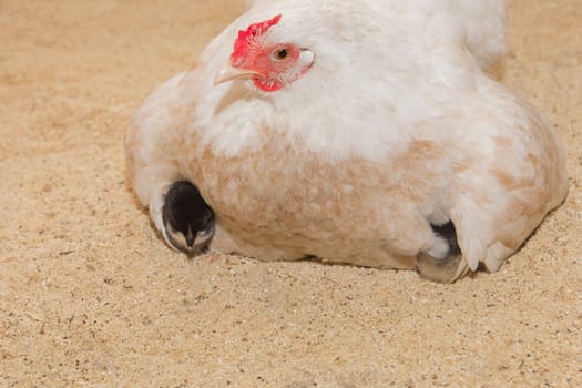 A white domestic country laying hen warms black chickens in a barn. Poultry farming.